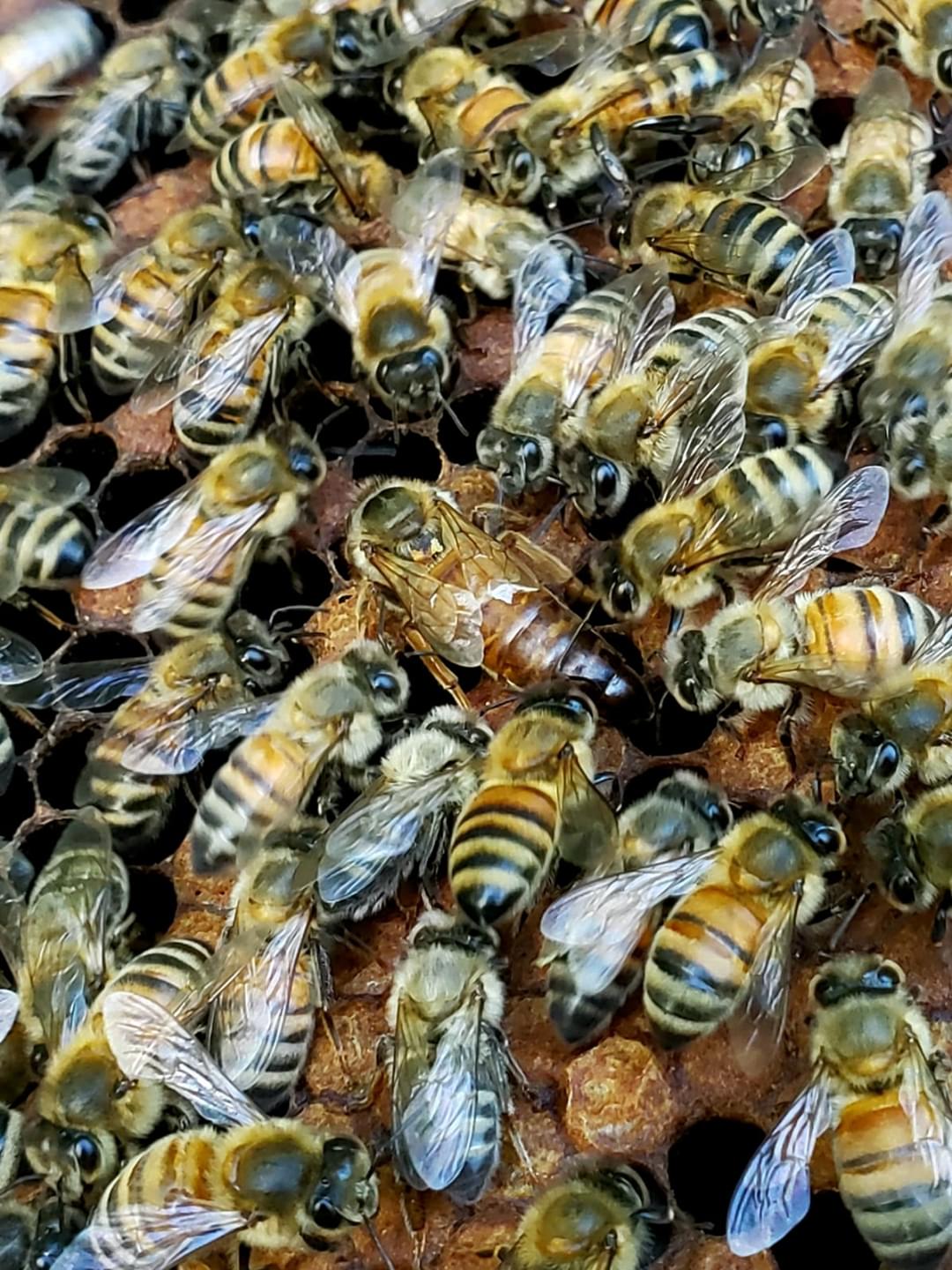 Honey I'm Home photo 8